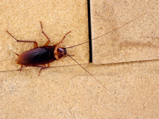 The American cockroach (shown) is the most common cockroach found in Erie, PA.  Preventative Pest Control Services offered by Bigfoot Pest Control will help to keep your home or business free from these pests.