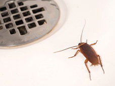 The American cockroach (shown) is the most common cockroach found in Erie, PA.  Preventative Pest Control Services offered by Bigfoot Pest Control will help eliminate cockroaches from your home.