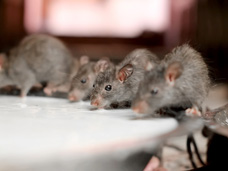 Rodent or mouse infestations (such as the one shown) can cause disease and damage to adults, kids or their belongings.  Bigfoot Pest Control Services exterminates existing rodents and mice and their preventative maintenance helps to keep your residential or commercial building rodent-free.