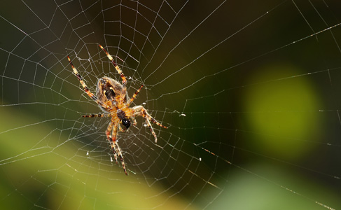Spider infestations are common in Erie, PA – shown.