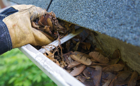 Residential and commercial buildings should remove standing water, leaves and debris from gutters to remain pest free as shown.