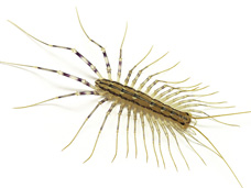 This is a Pennsylvania house centipede that can be exterminated by Bigfoot Pest Control in Erie, PA.