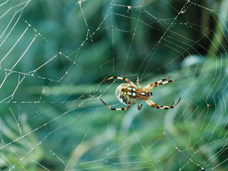The common garden spider shown here is not poisonous, but frightening looking.  This type of spider reproduces by laying eggs upwards of 100 at a time.  It’s best to take care of this type of pest as soon as you notice it to avoid an infestation.