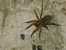 Wolf spiders nest in garages, sheds and attics.  Sometimes they can be found in other living spaces. Professional pest control services will help to eliminate them.
