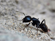 Carpenter Ant infestations from the type of ant shown here in Erie, PA can cause damage to residential and commercial buildings.