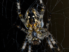 The common garden spider lays hundreds of eggs in the beginning of summer each year.
