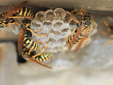 Paper Wasps making a next under the homeowner’s deck.