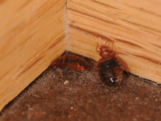 Bed Bug infestations are best treated as soon as the problem is noticed.  Multiple treatments are usually required to fully eliminate the problem.