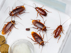 Cockroaches (shown) multiply rapidly and spread germs and disease.  Bigfoot Pest Control Services will exterminate these existing cockroaches and their preventative maintenance services will prevent them from coming back.