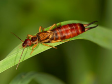 Earwig Bug (shown) has pincers at the end of their bodies and will pinch if handled.  Bigfoot Pest Control is adept at exterminating and eliminating them.
