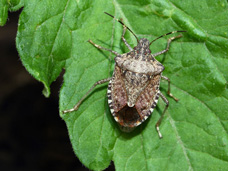 The Stink Bug (shown here on the leaf of a tomato plant) emits a foul smelling odor when disturbed.  In late summer and fall, stink bugs often infest homes in this area.