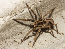 The very frightening looking wolf spider can get quite large and like to nest in garages, sheds and attics.  While they are not poison, they make most people very uncomfortable due to their size and appearance.  Sometimes they can be found in other living spaces. Professional pest control services will help to eliminate them.